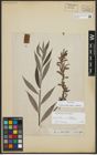 Foto von Salix alba subsp. vitellina (L.) Arcang.